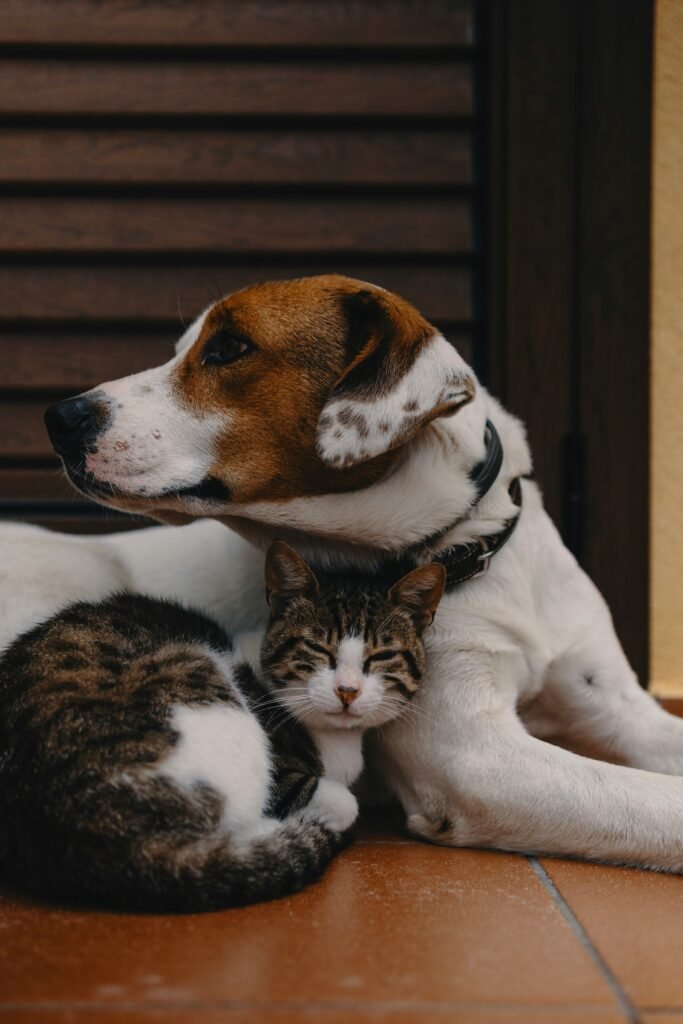 Cozy Companion Pet Personality