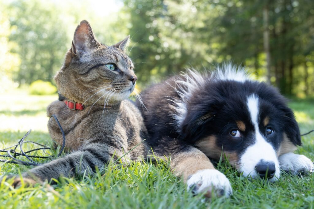 Adventurous Pet Personality