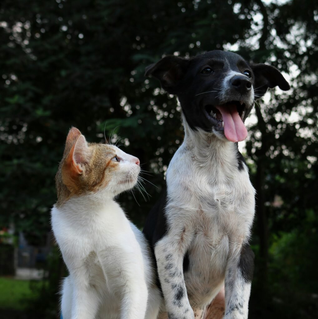Pet Personality