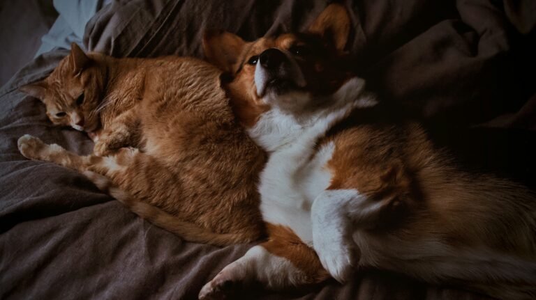 Chill and Easygoing Pet