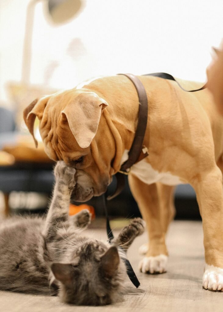 Playtime Pro Pet Personality