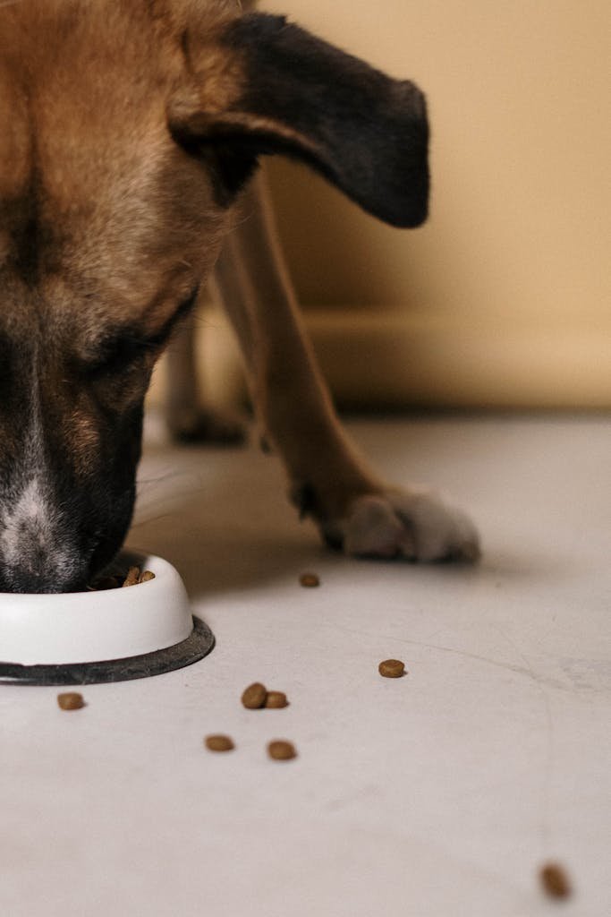 A pet dog enjoying its meal from a bowl on the floor, photographed in an indoor setting.