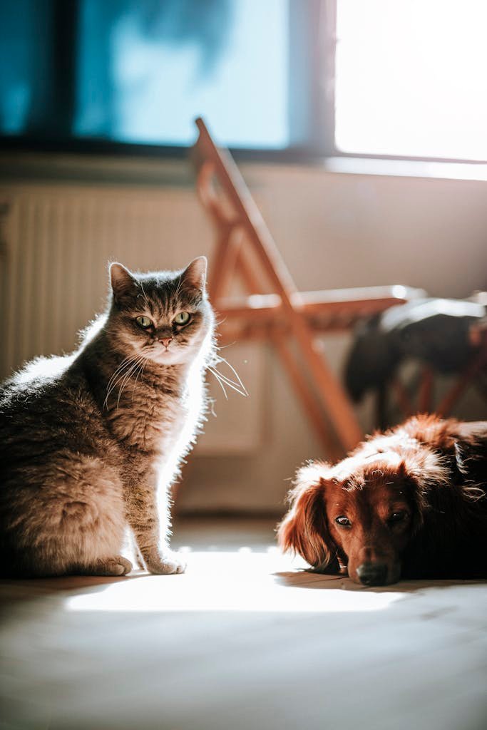 A serene photo of a cat and dog basking in sunlight indoors, creating a peaceful atmosphere.