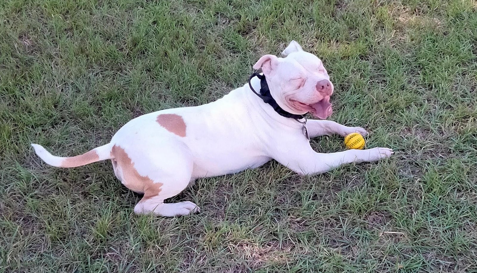 why does my dog breathe fast