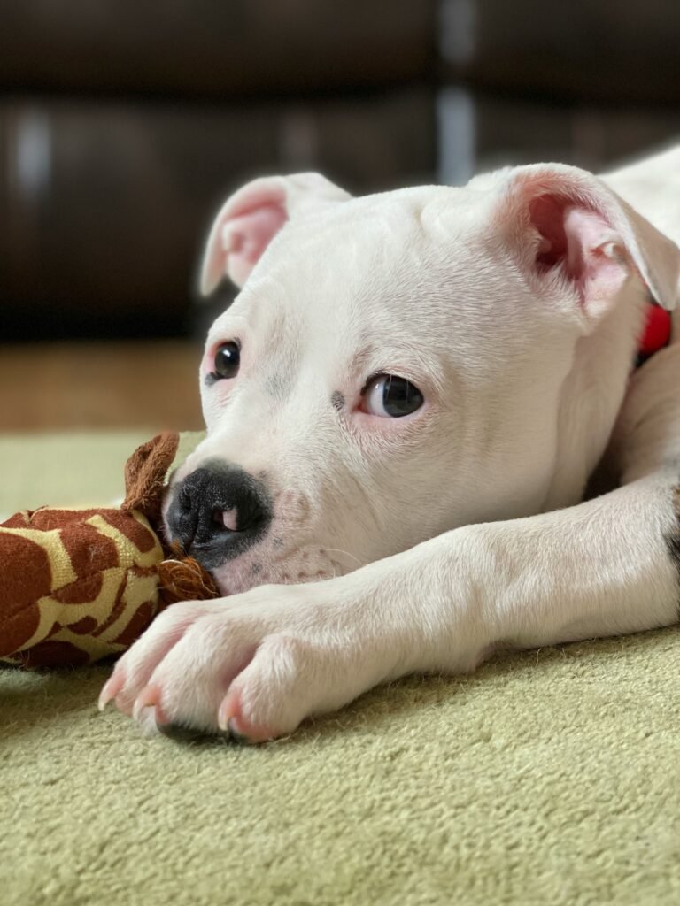 best chew toys for pitbulls