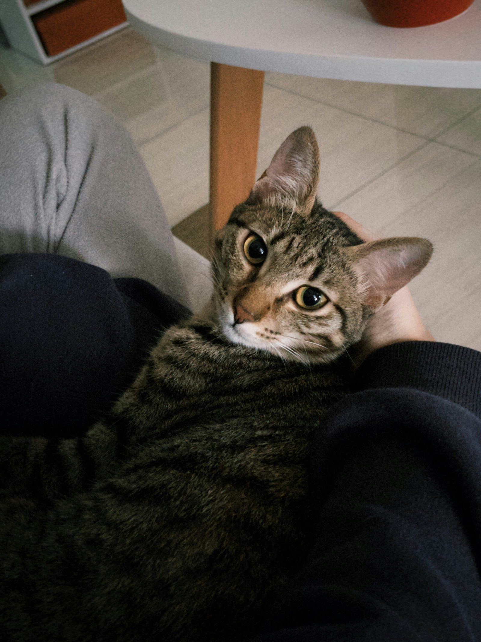 why does my cat lay on my chest